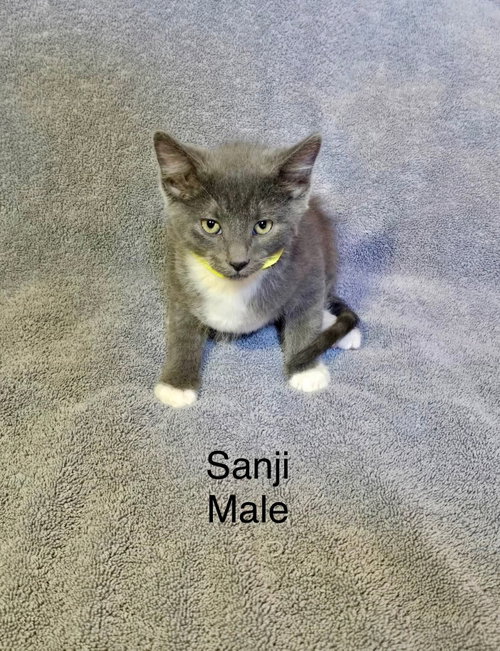 Sanji, an adoptable Domestic Short Hair in Hinckley, IL
