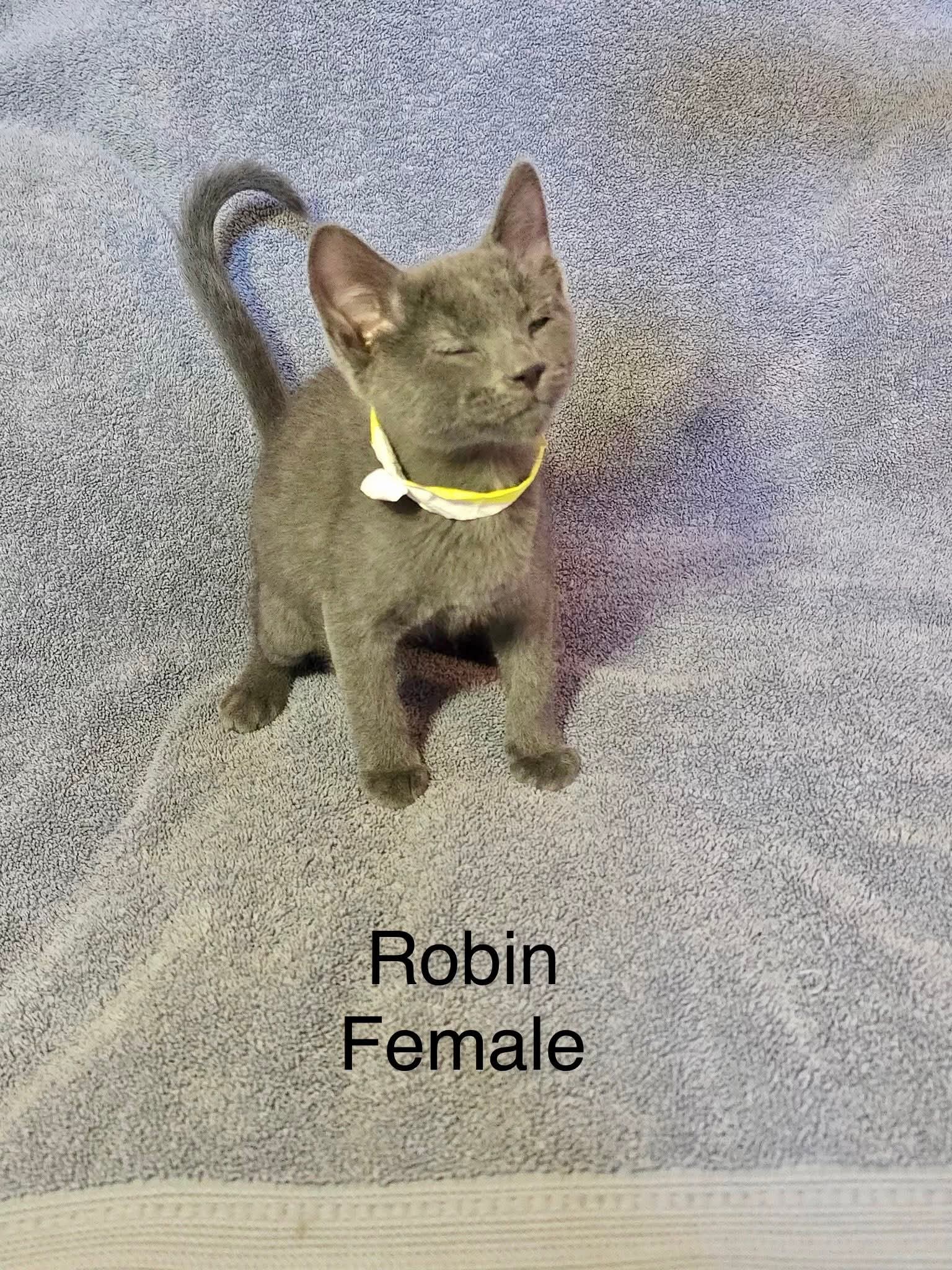 Robin