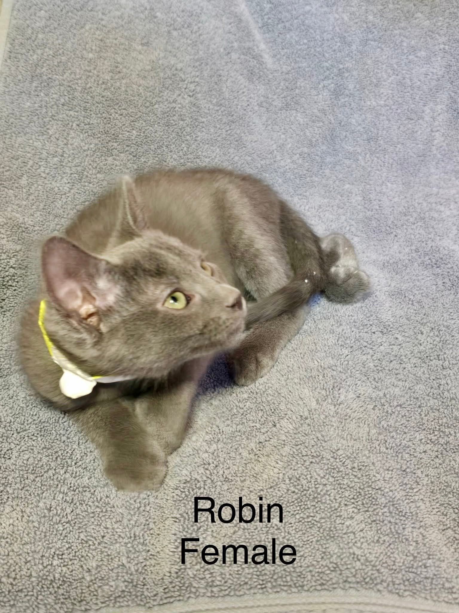 Robin image 2