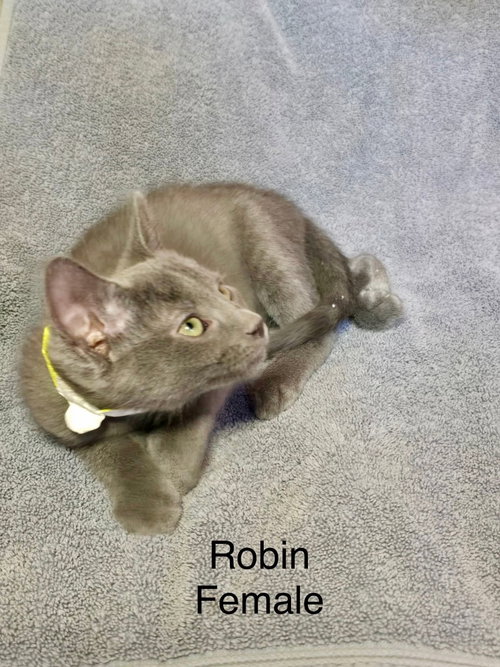 Photo 2 of Robin