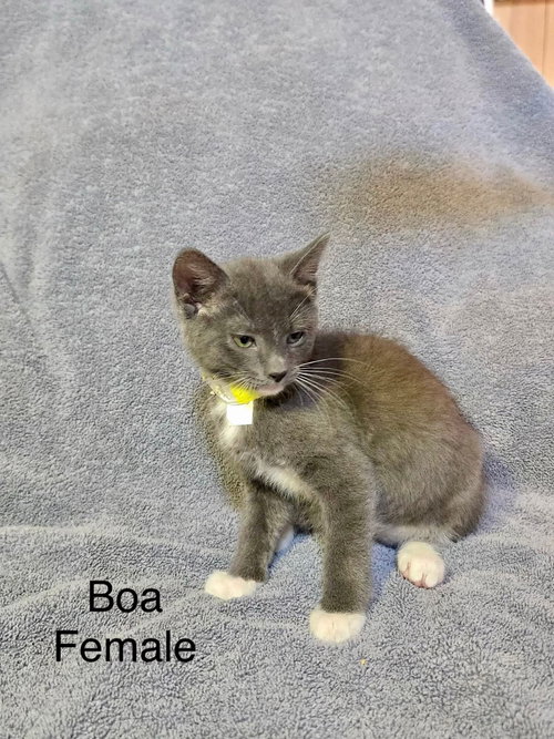 Boa, an adoptable Domestic Short Hair in Hinckley, IL