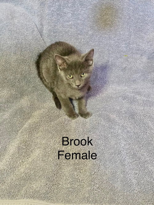 Brook, an adoptable Domestic Short Hair in Hinckley, IL
