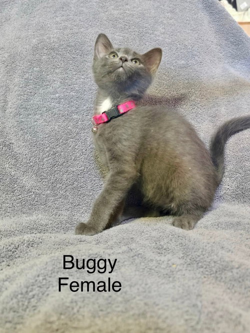 Buggy, an adoptable Domestic Short Hair in Hinckley, IL