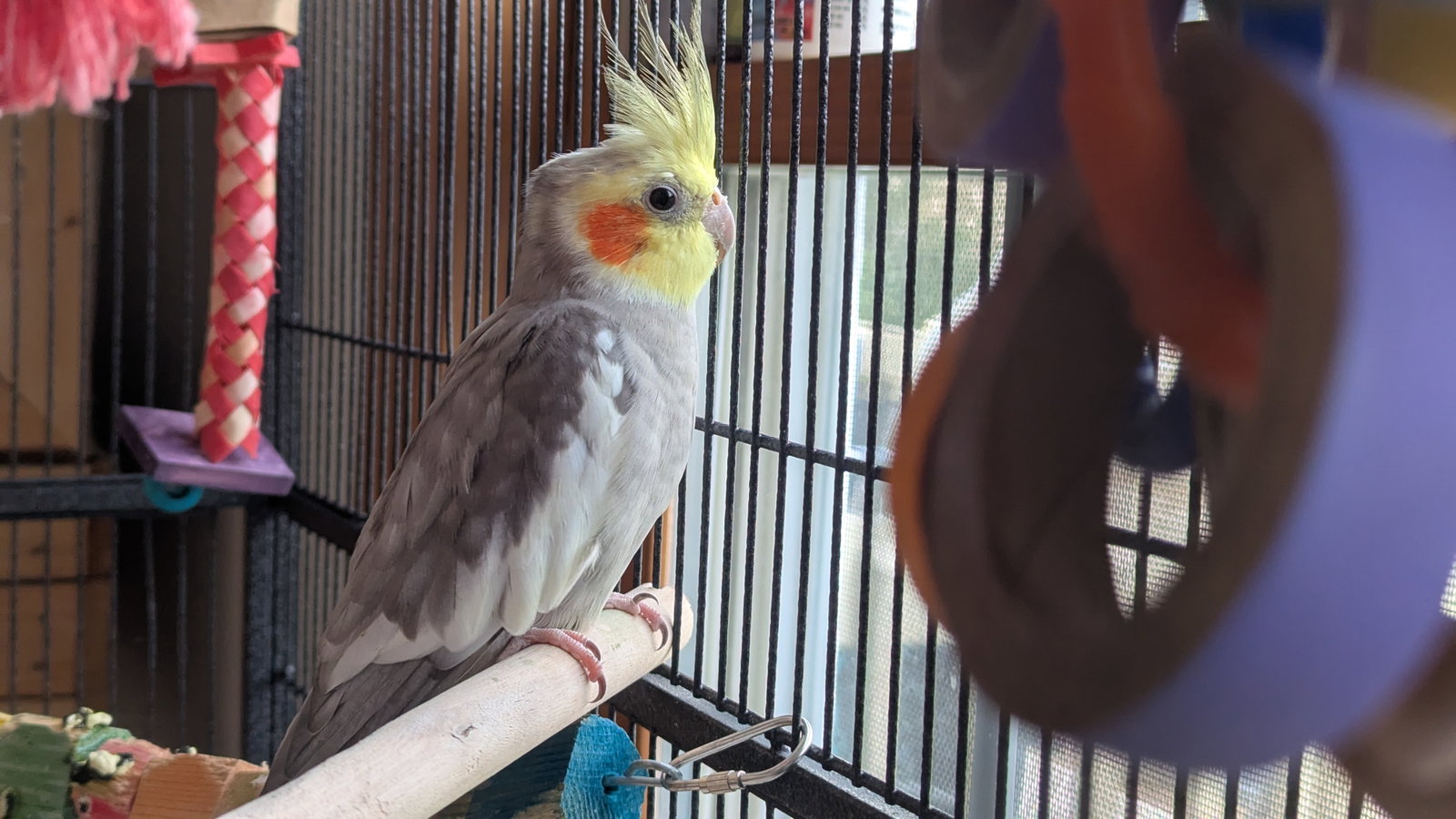 Tweety and Sylvester, photo 3