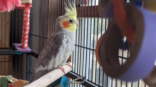 Photo 3 of Tweety and Sylvester