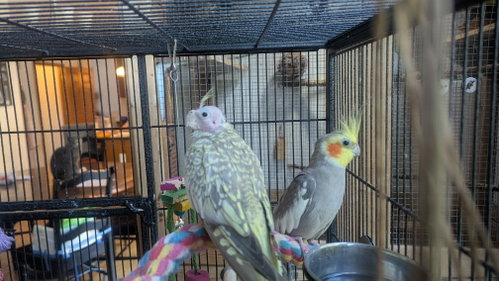 Tweety and Sylvester