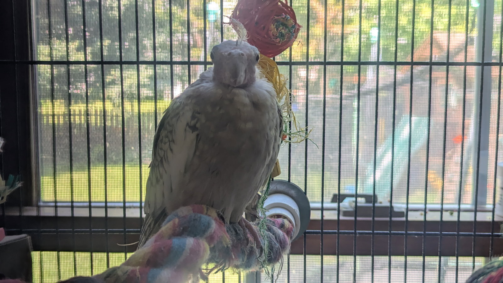 Tweety and Sylvester, photo 4