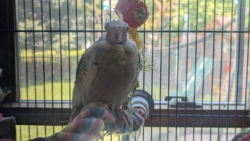 Photo 4 of Tweety and Sylvester