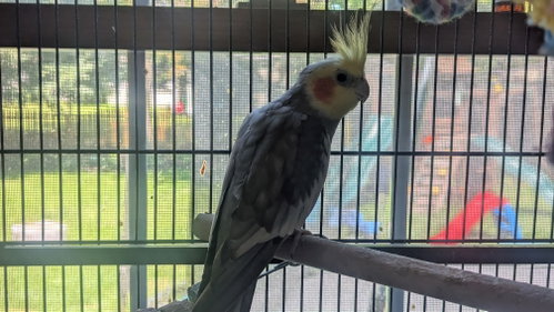 Photo 5 of Tweety and Sylvester