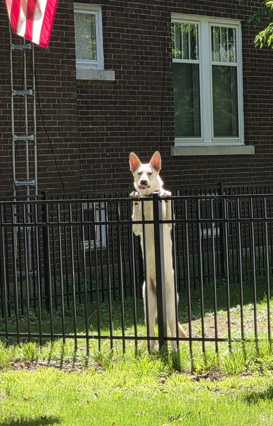Olaf