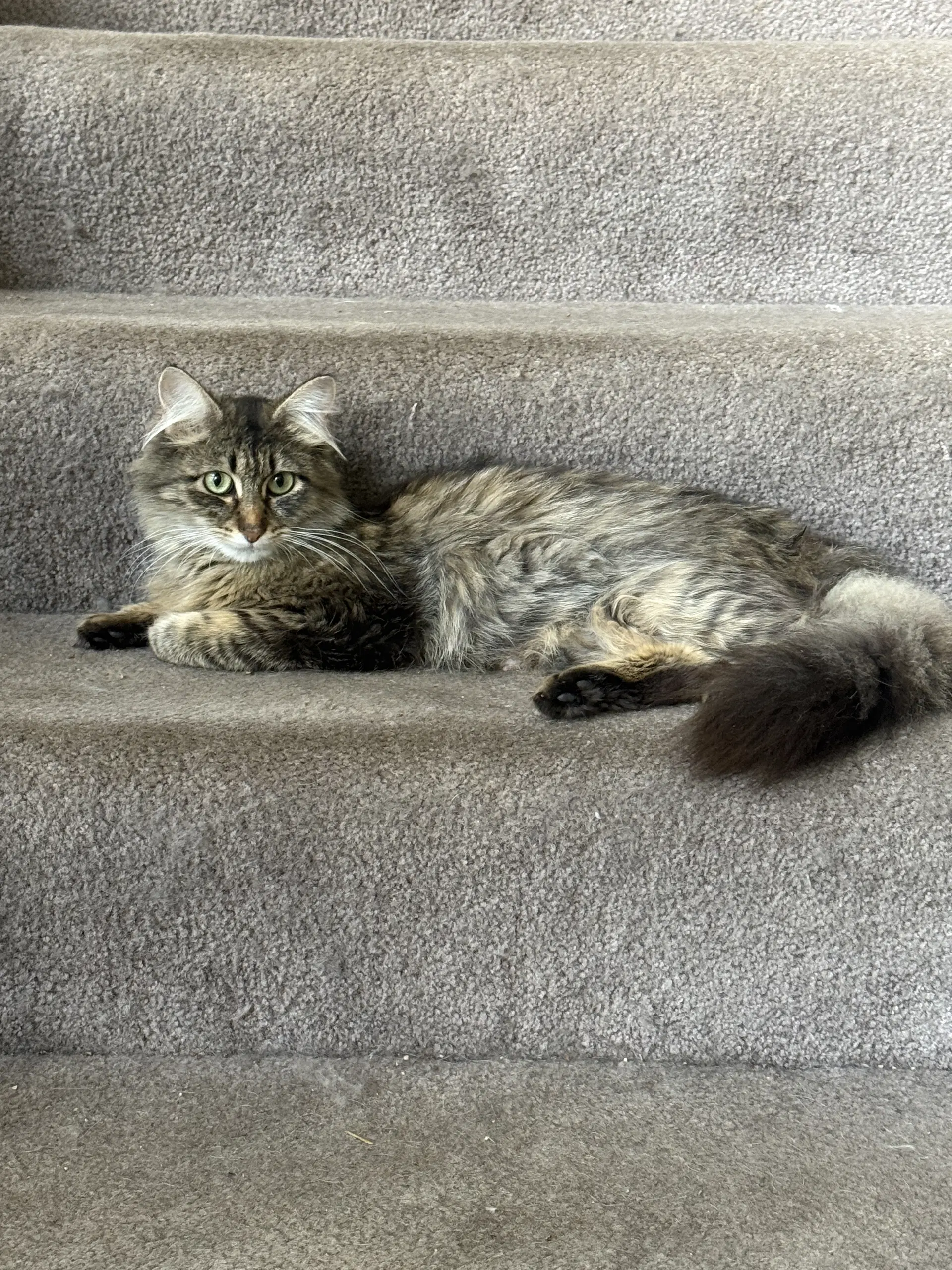 Emmy - Domestic Medium Hair