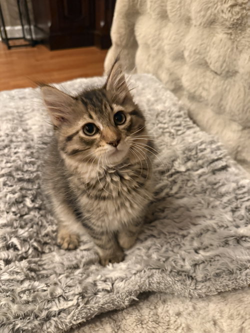 Baxter