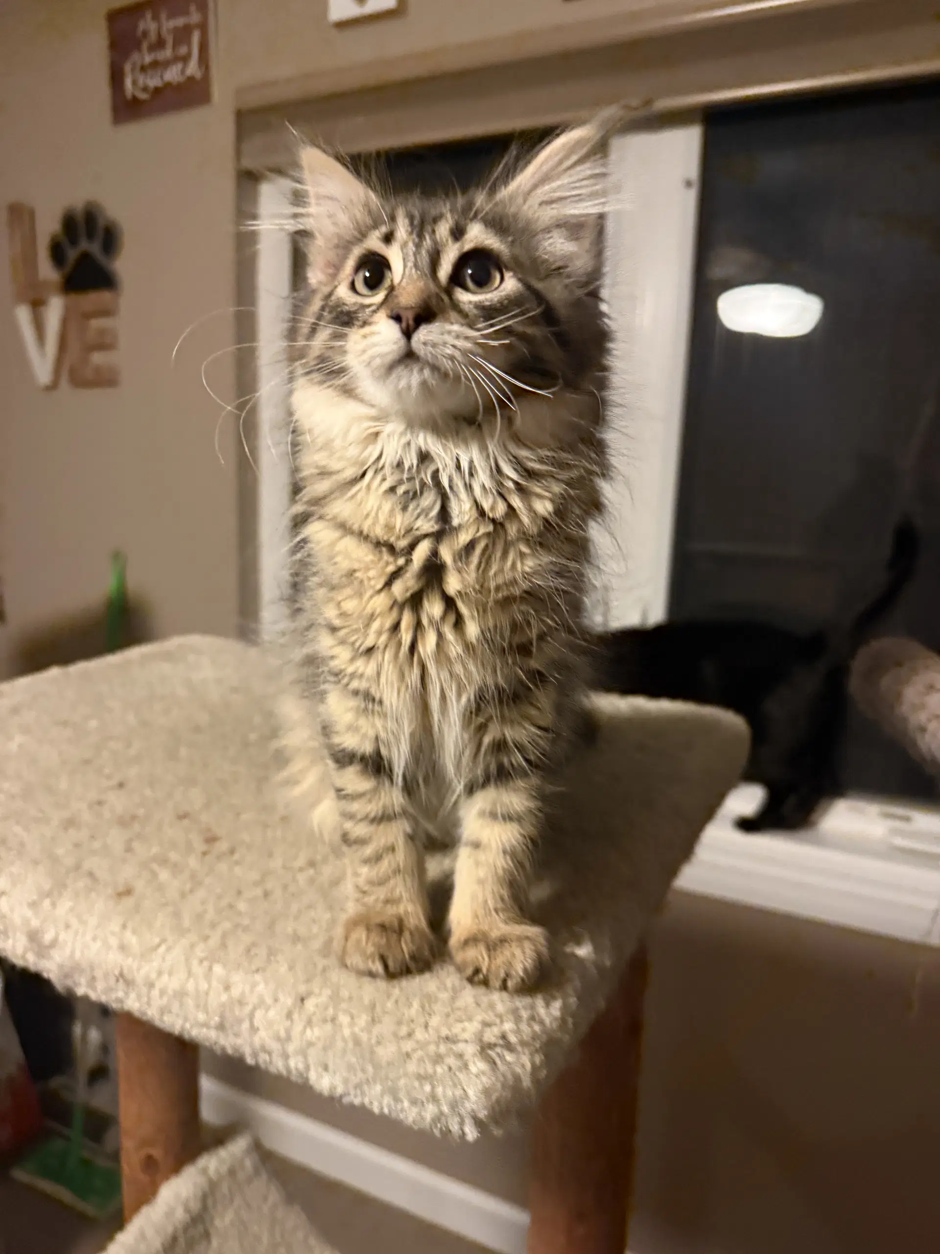 Maggie - Domestic Medium Hair