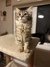 Maggie