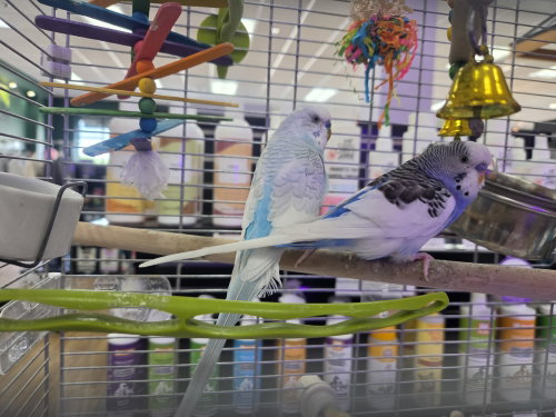 Maverick and Malibu