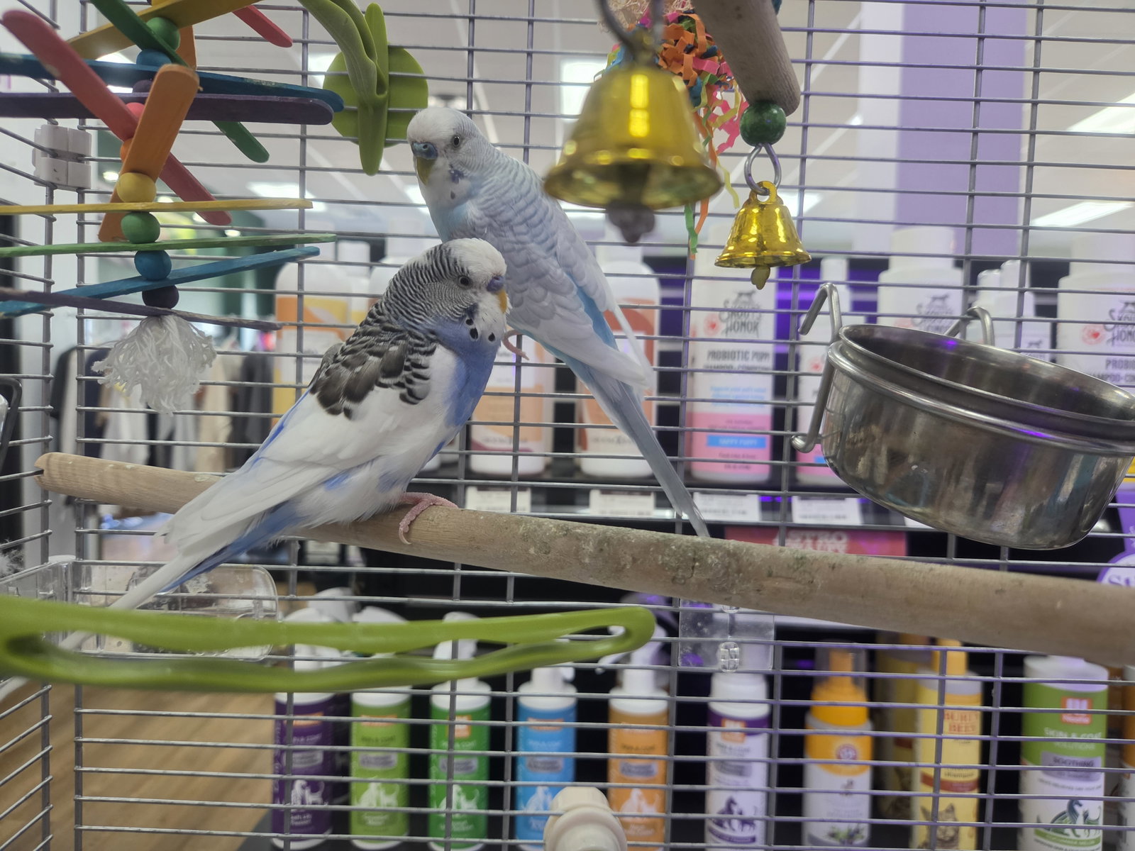 Maverick and Malibu, photo 2