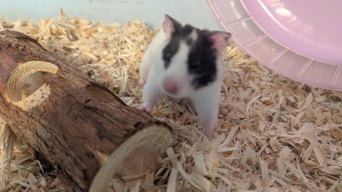 Missy