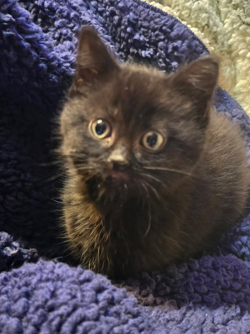 Isadora, an adoptable Domestic Short Hair in Hinckley, IL