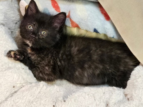 Isla, an adoptable Domestic Short Hair in Hinckley, IL