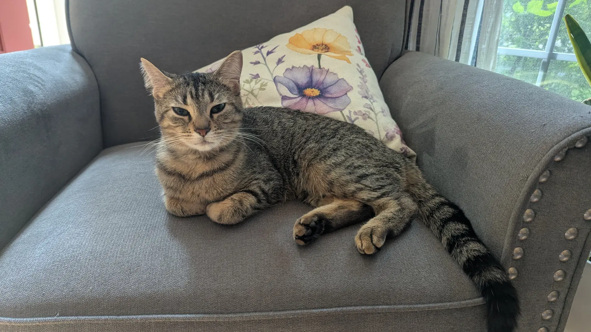 Tabitha - Domestic Short Hair