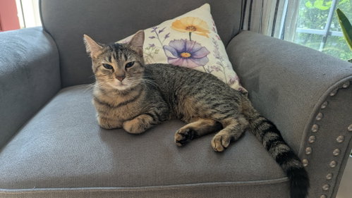 Tabitha, Young Domestic Short Hair (short coat), cat for adoption in Hinckley, Illinois