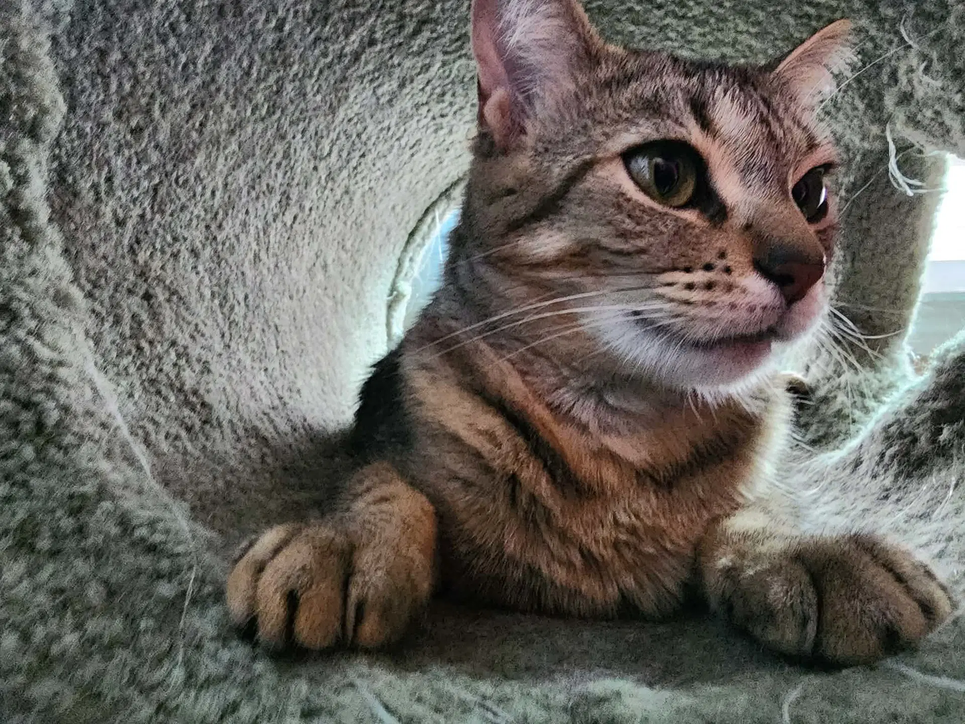 Tabitha image 4