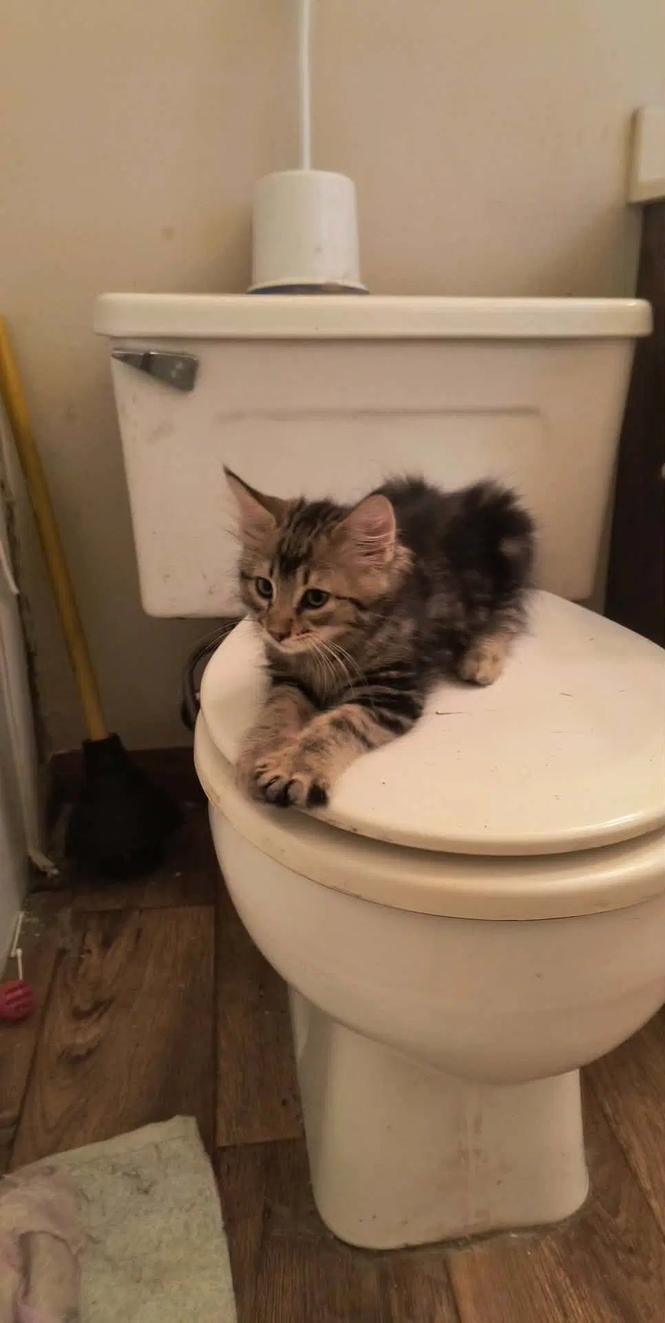 Rosey - Domestic Long Hair