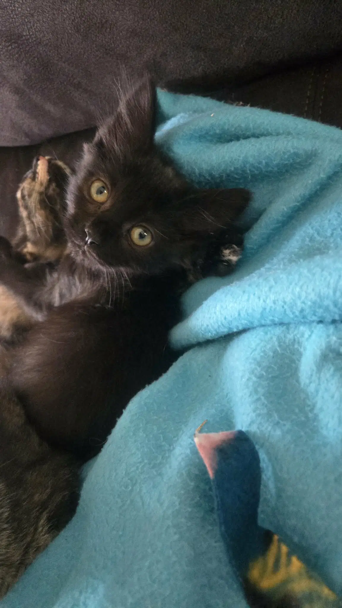 Kanv - Domestic Medium Hair