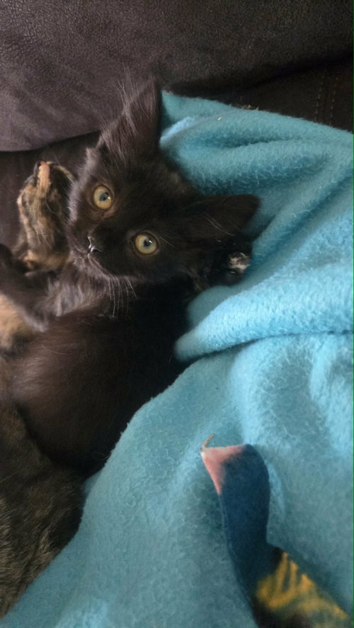 Kanv, a cat for adoption from Kat & Kritters Foundation