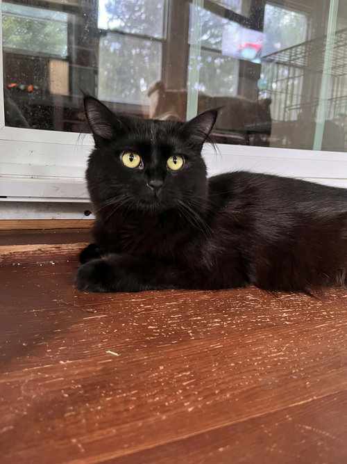 Alexis, an adoptable Domestic Long Hair in Hinckley, IL