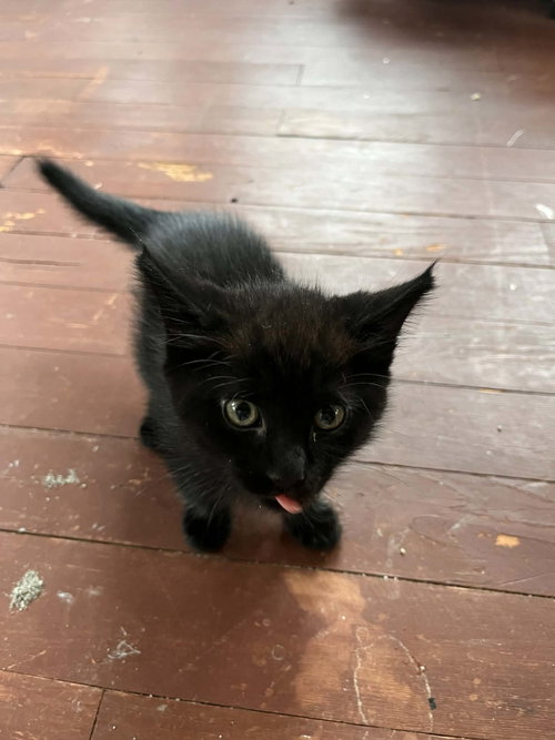 Thane, an adoptable Domestic Medium Hair in Hinckley, IL