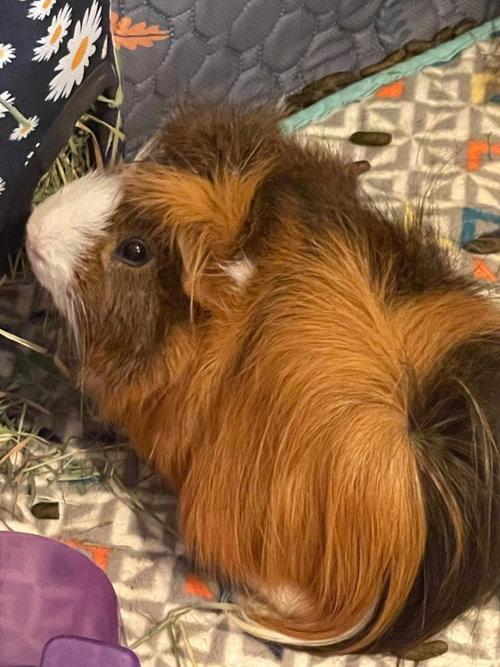 Dewey And Louie photo 6