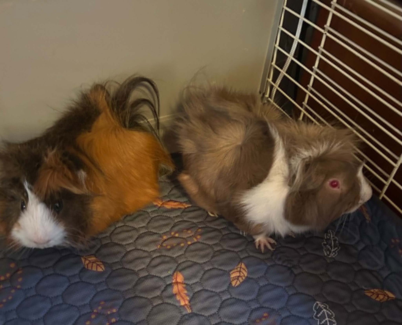 Dewey and Louie, photo 2