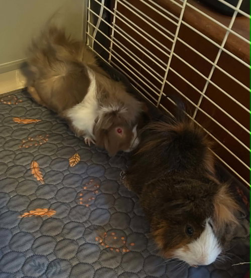 Dewey And Louie photo 5