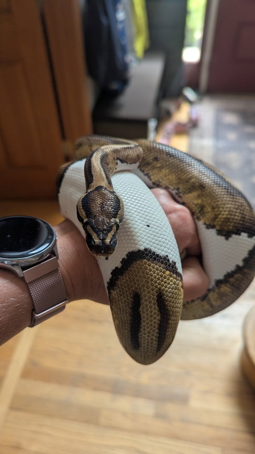 Kaa