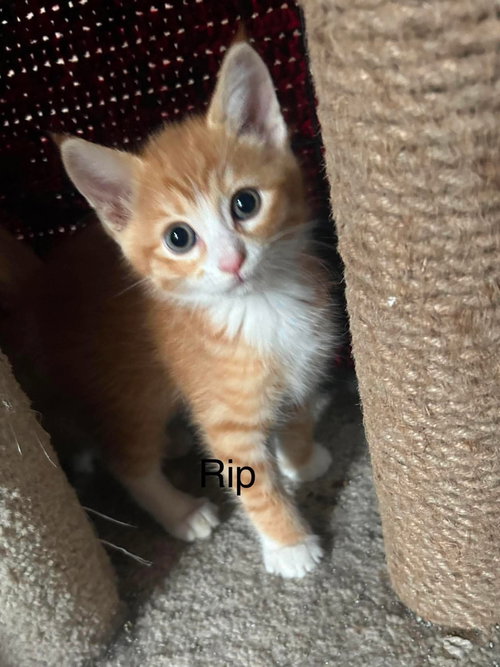 Rip, an adoptable Domestic Short Hair in Hinckley, IL