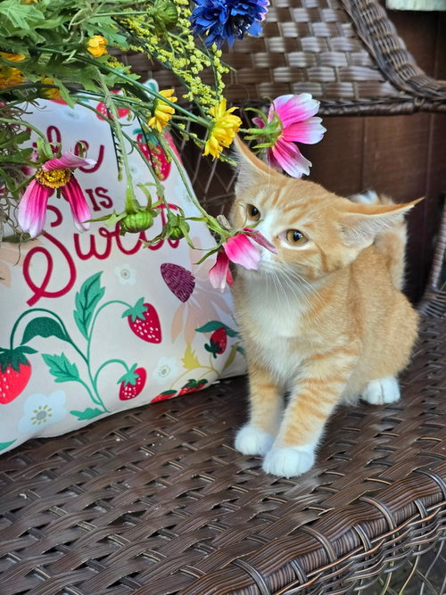 Rip, a cat for adoption from Kat & Kritters Foundation
