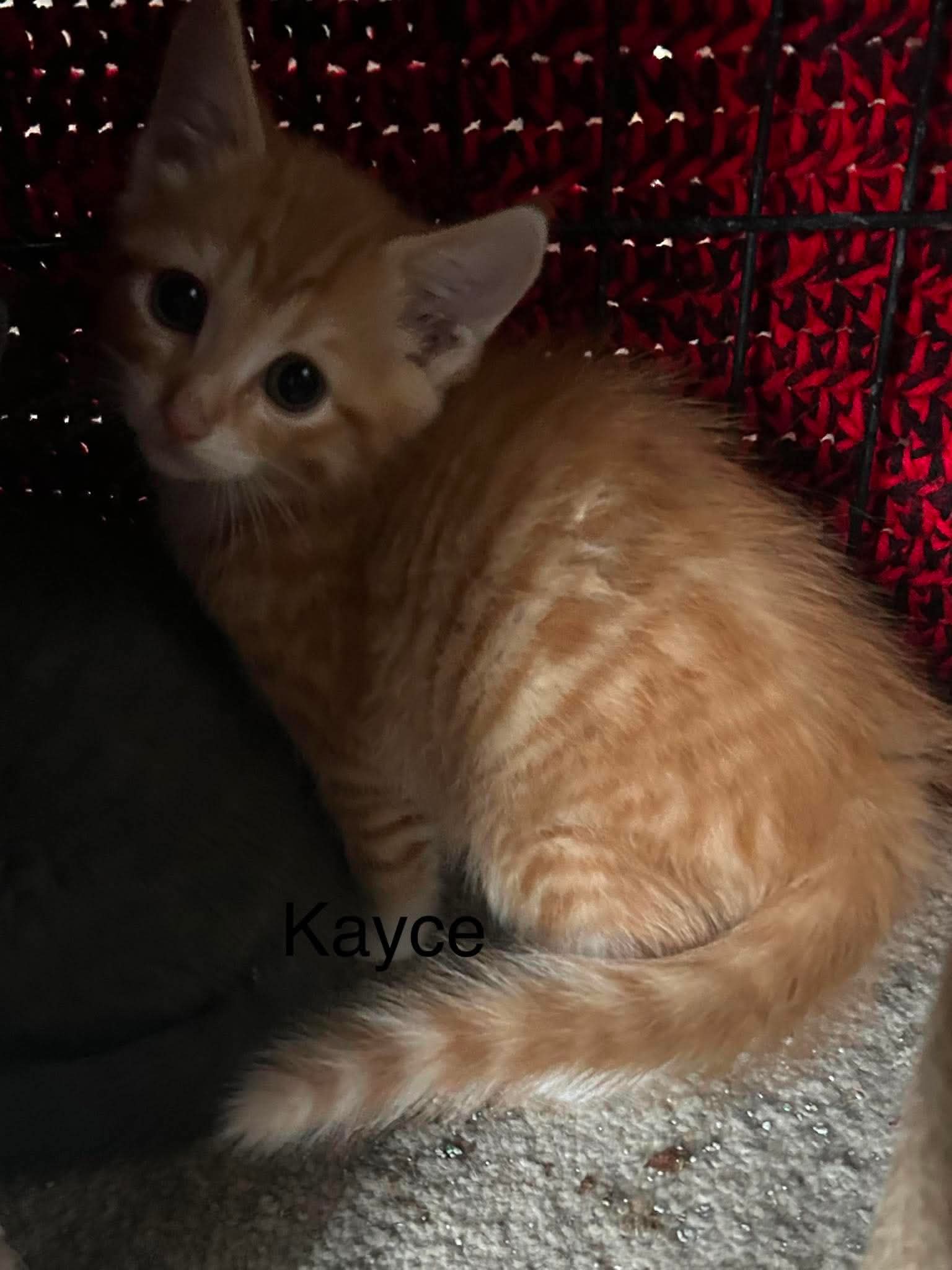Kayce, photo 4