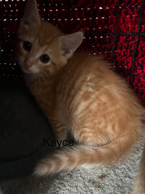 Kayce, an adoptable Domestic Short Hair in Hinckley, IL