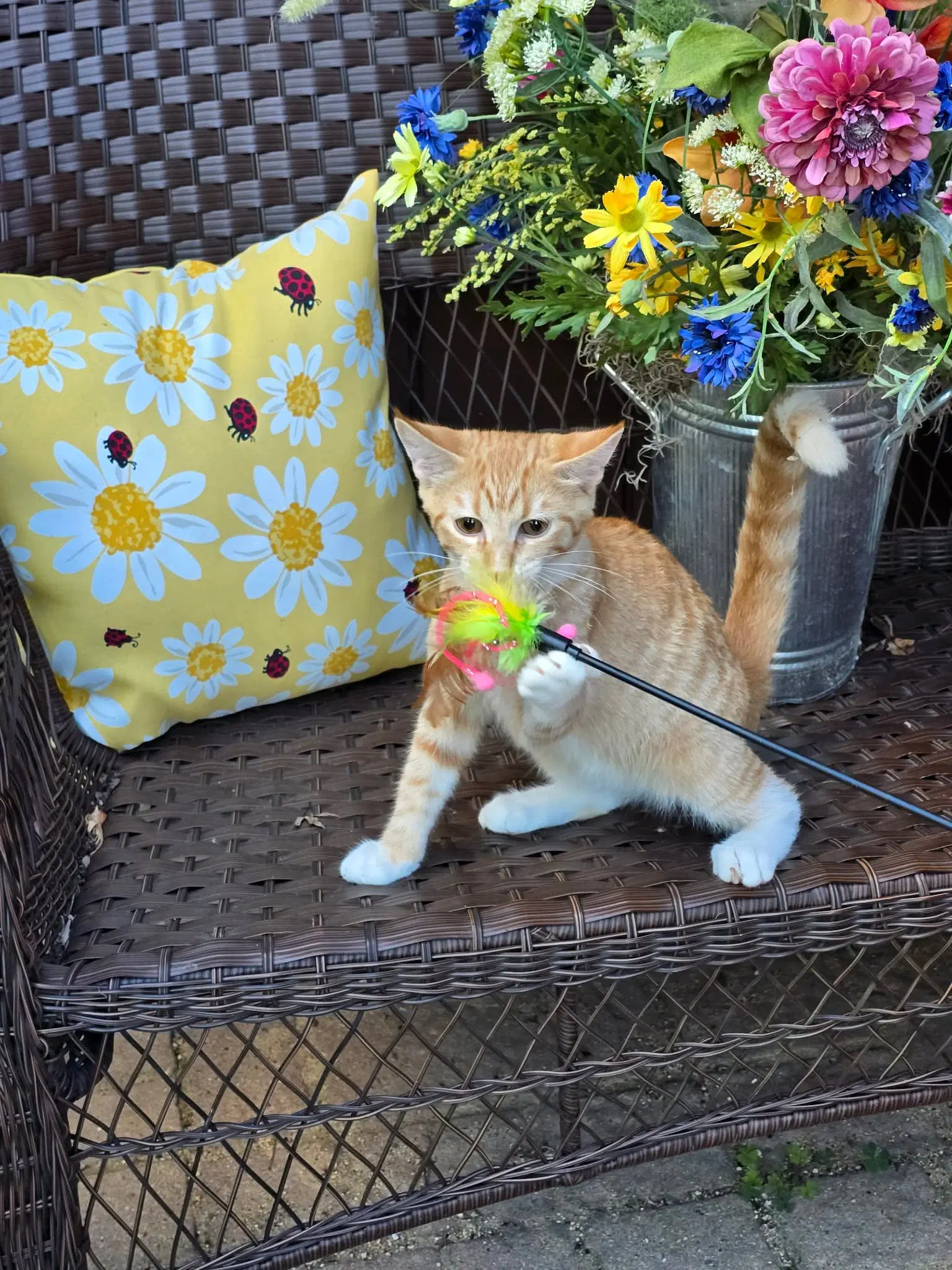 Kayce - Domestic Short Hair