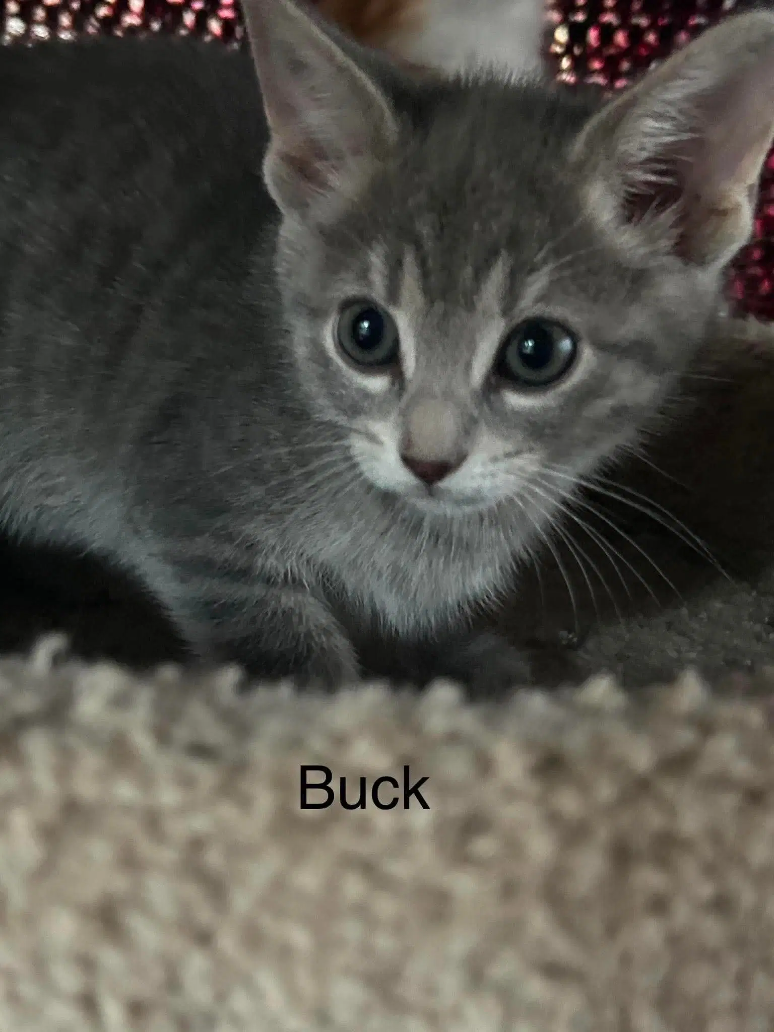 Buck image 3