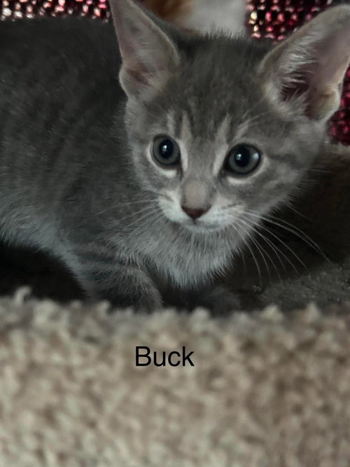 Buck, an adoptable Domestic Short Hair in Hinckley, IL