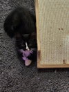 Carter