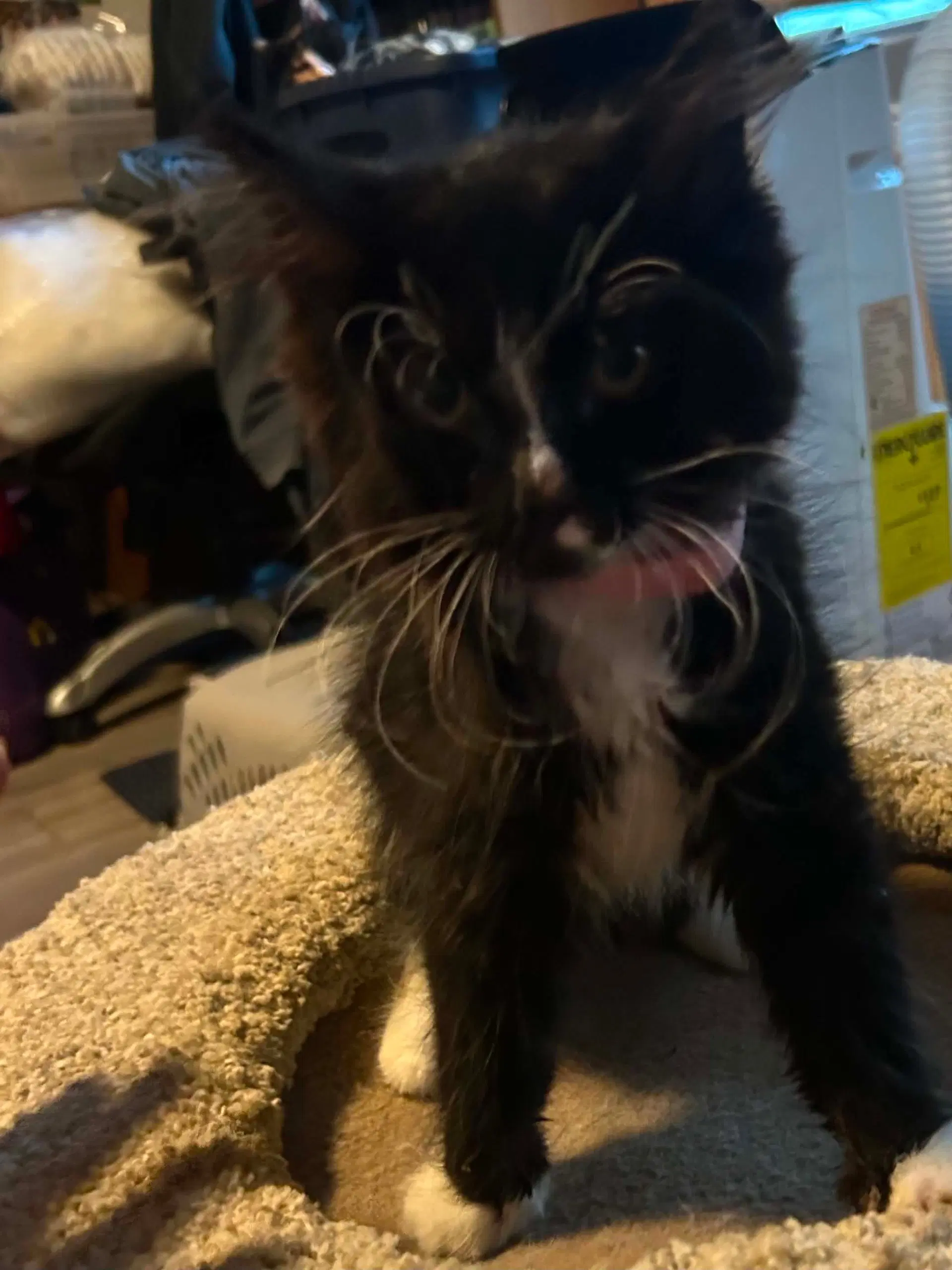 Snow White - Tuxedo