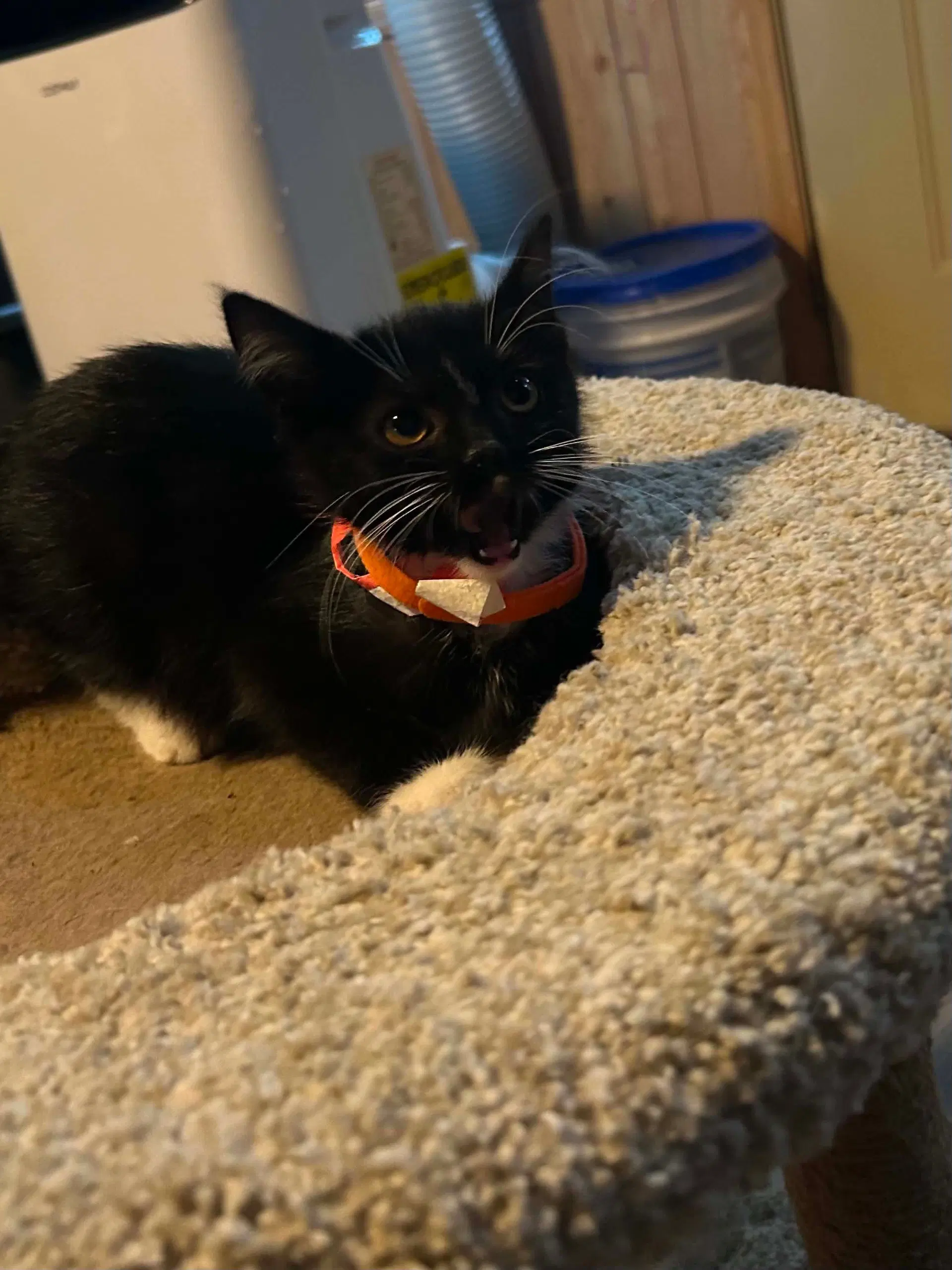 Dopey - Domestic Short Hair