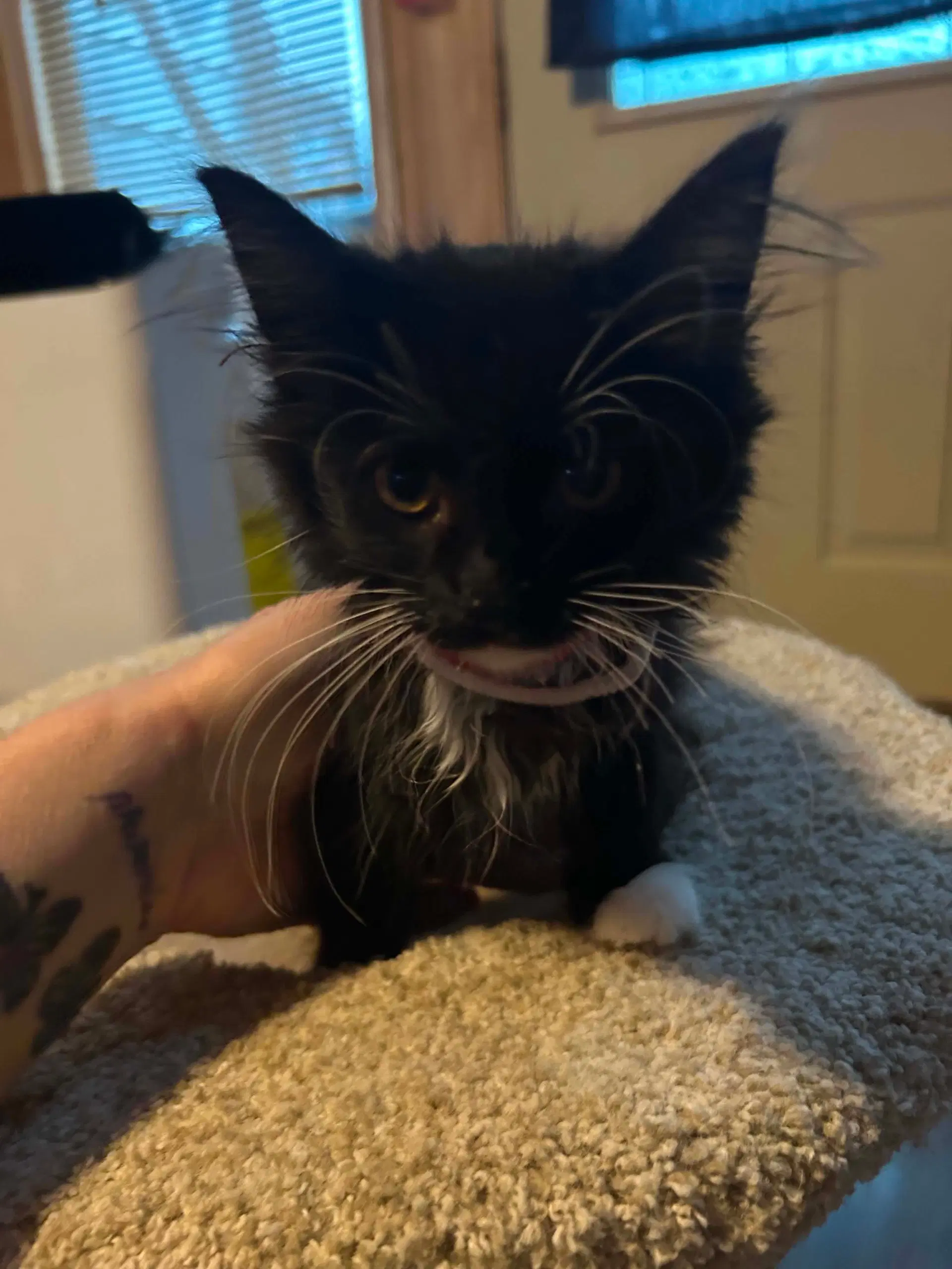 Bashful - Tuxedo