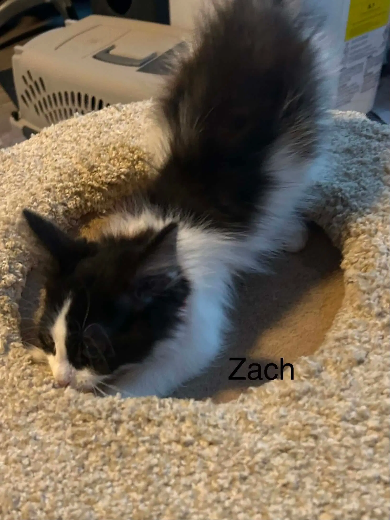 Cody - Domestic Short Hair