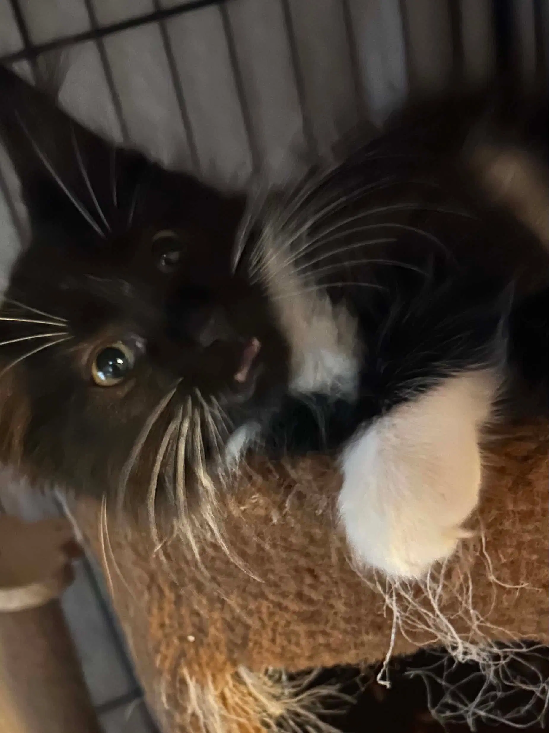 Zach - Domestic Short Hair