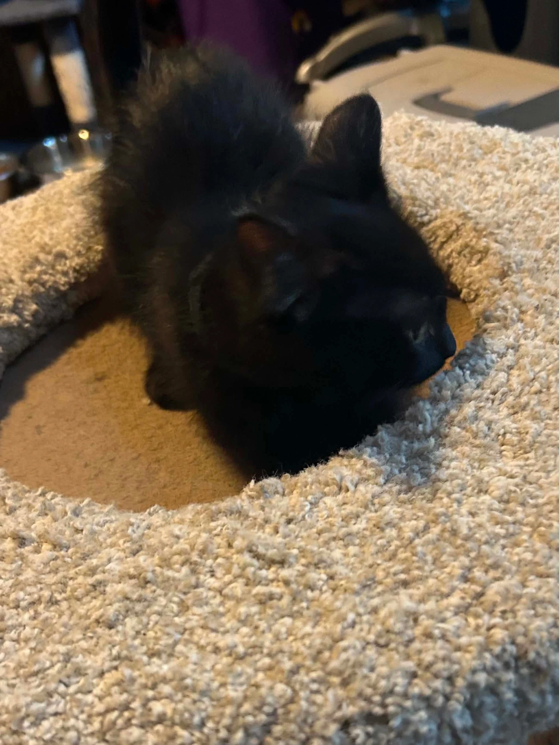 Tom