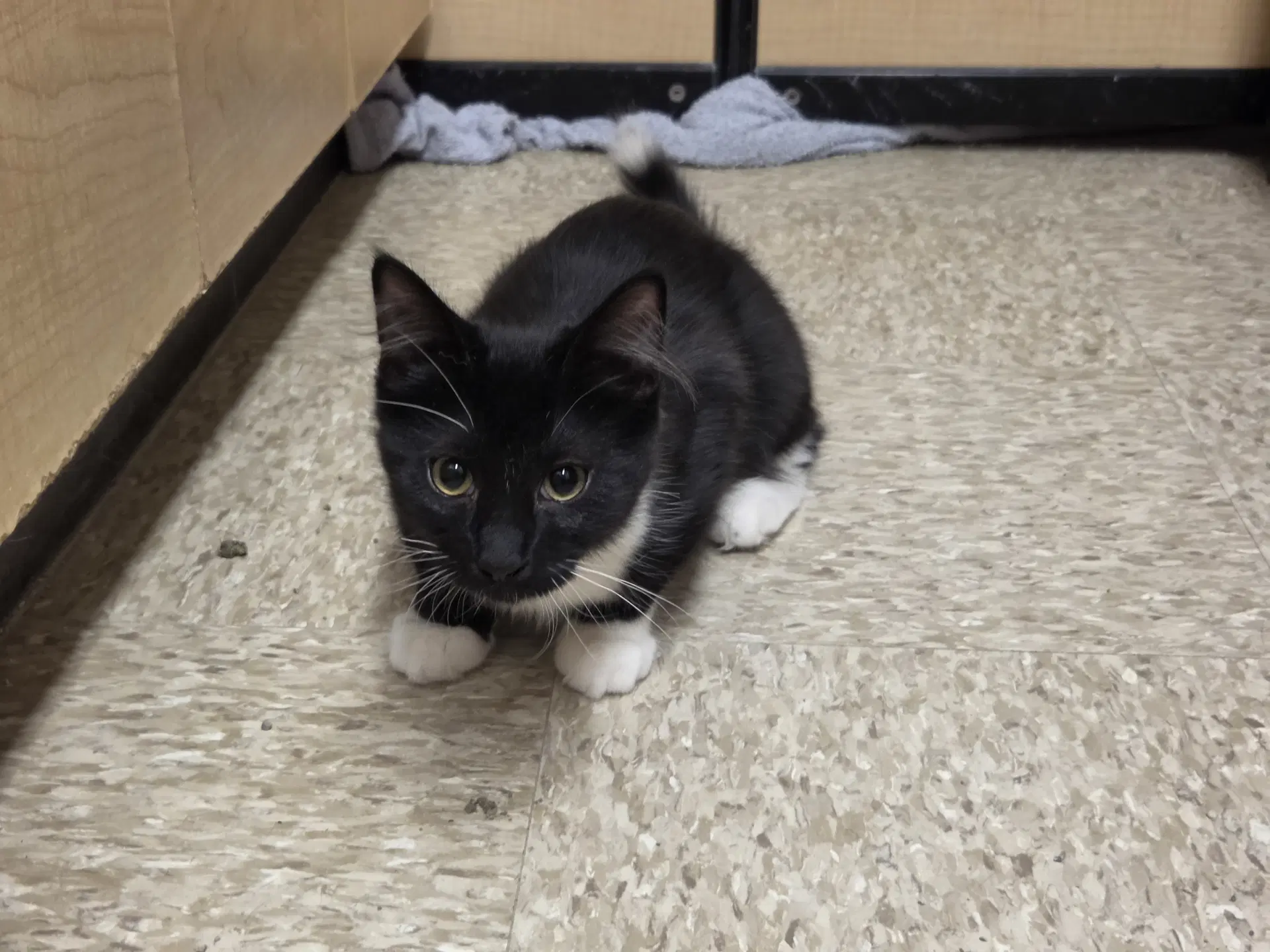 Tom - Domestic Short Hair